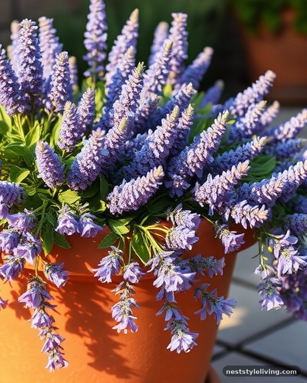 11. Catmint 'Walker's Low'