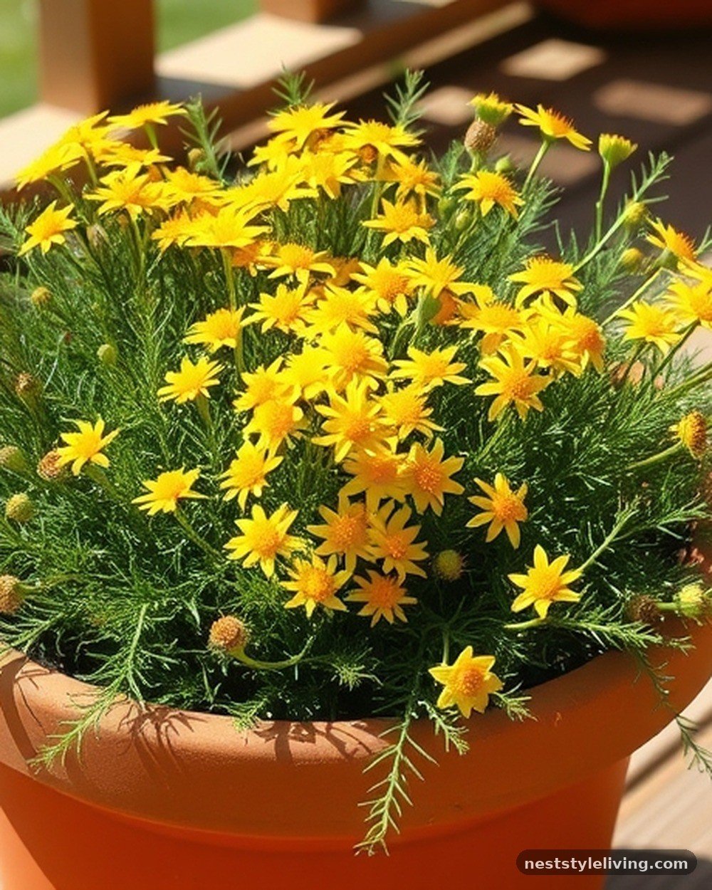 12. Tickseed (Coreopsis verticillata)