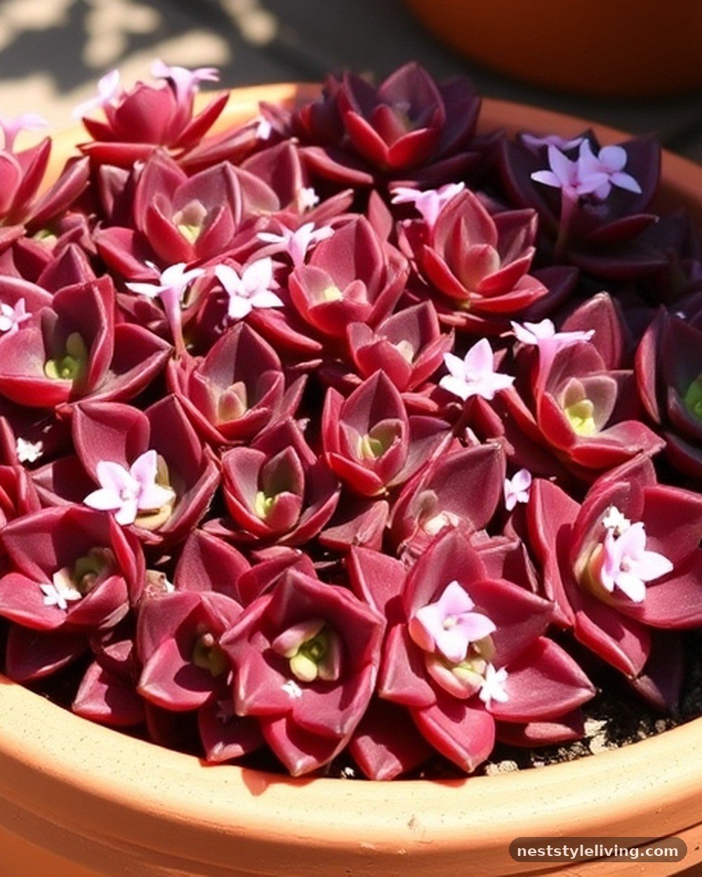 13. Stonecrop (Sedum 'Dragon's Blood')
