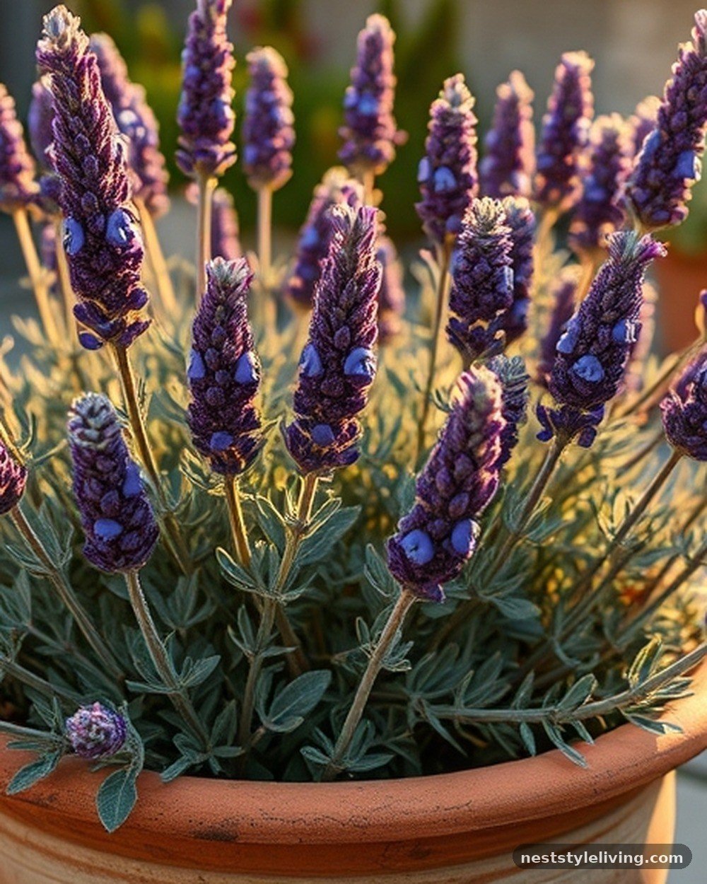 3. Lavender 'Hidcote'