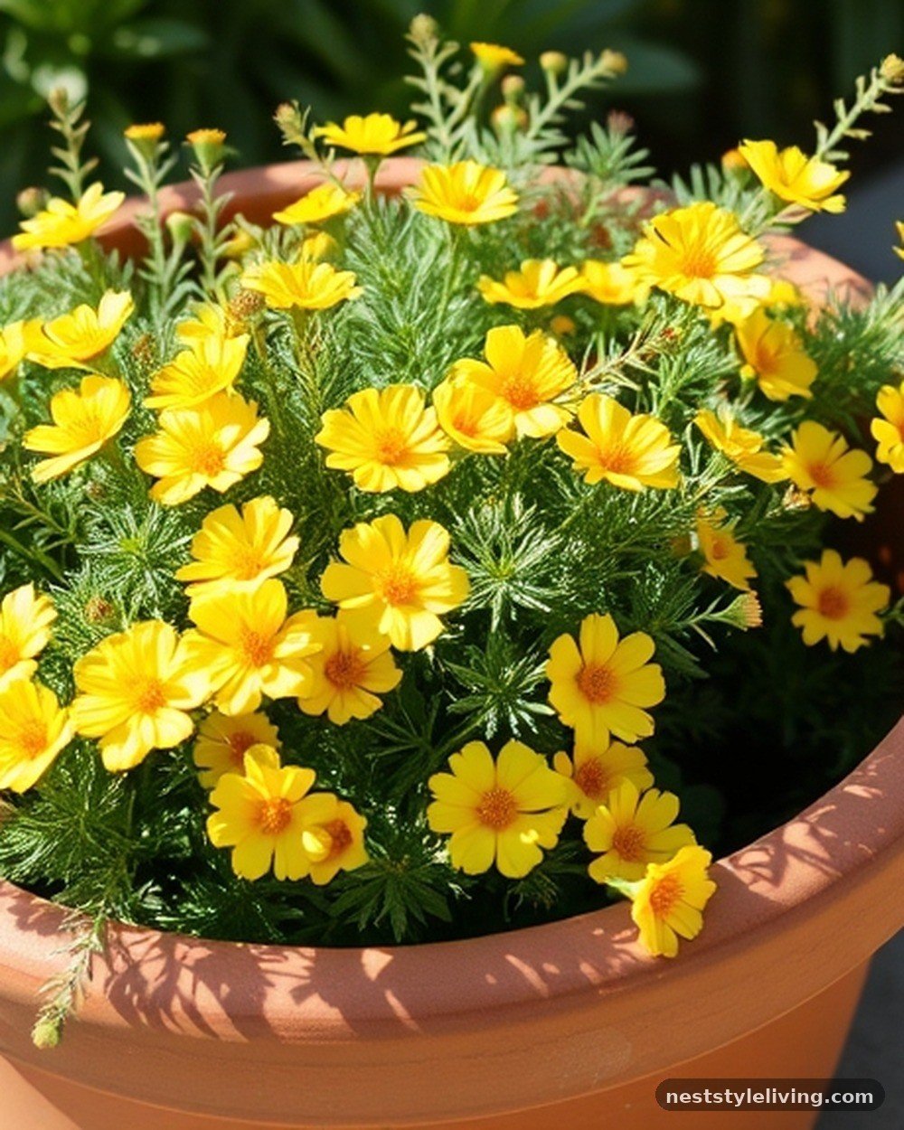 4. Coreopsis 'Moonbeam'