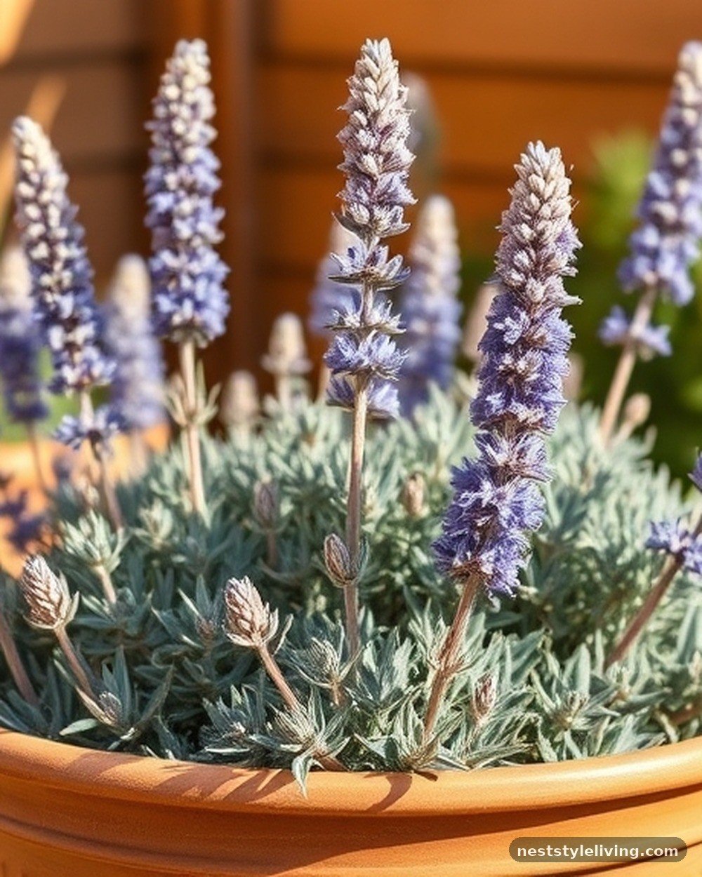 5. Russian Sage