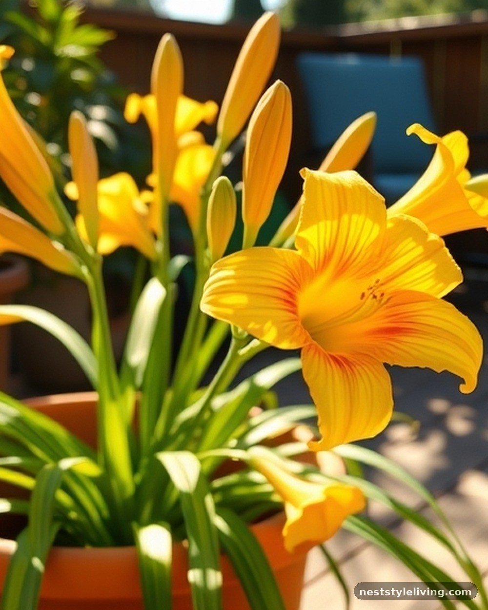 6. Daylily 'Stella de Oro'