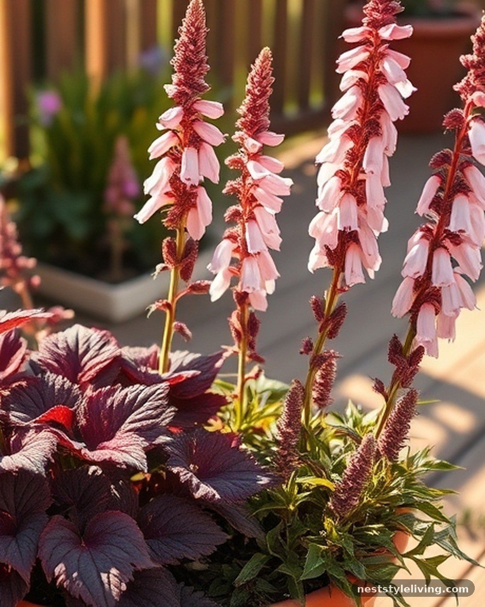 8. Penstemon 'Husker Red'